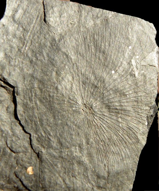 Dolerophyllum goeppertii